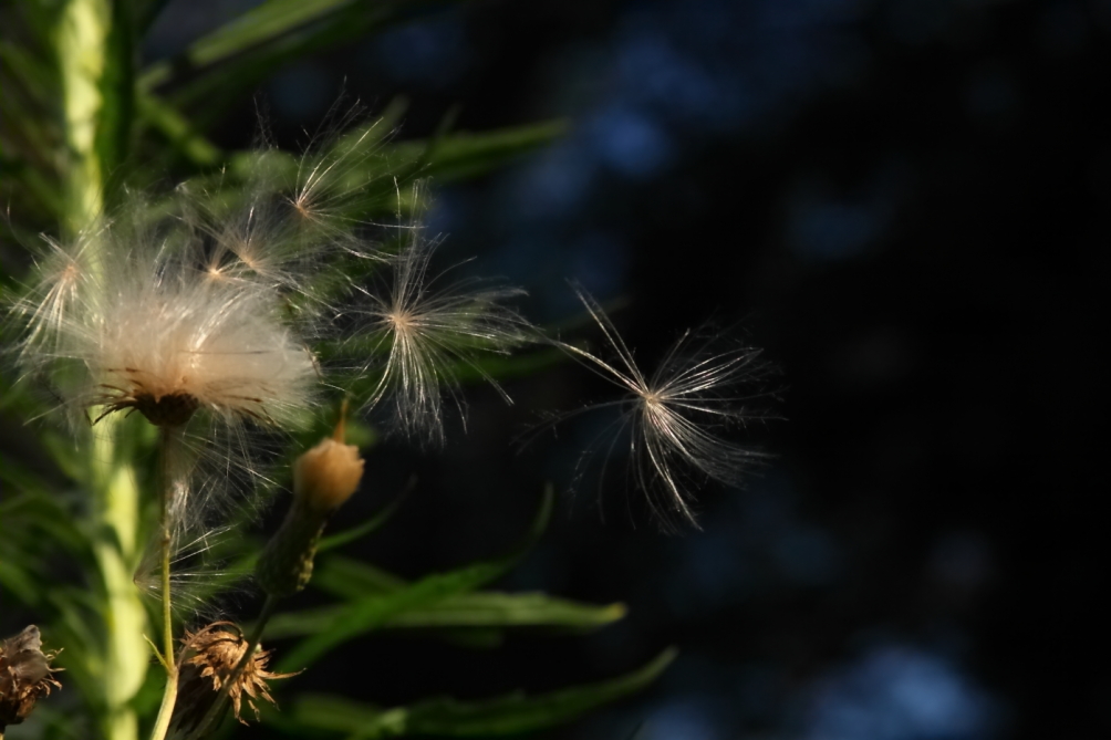 2011 07 26 IMG 34501